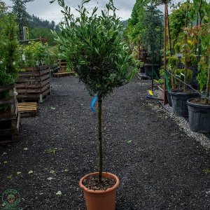Olivovník európsky (Olea europaea) (-12°C) - výška 130-160cm, kont. C18L – NA KMIENKU